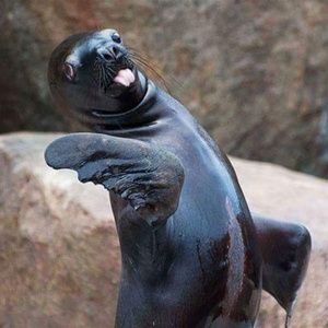 Meet your Posher, Jerry